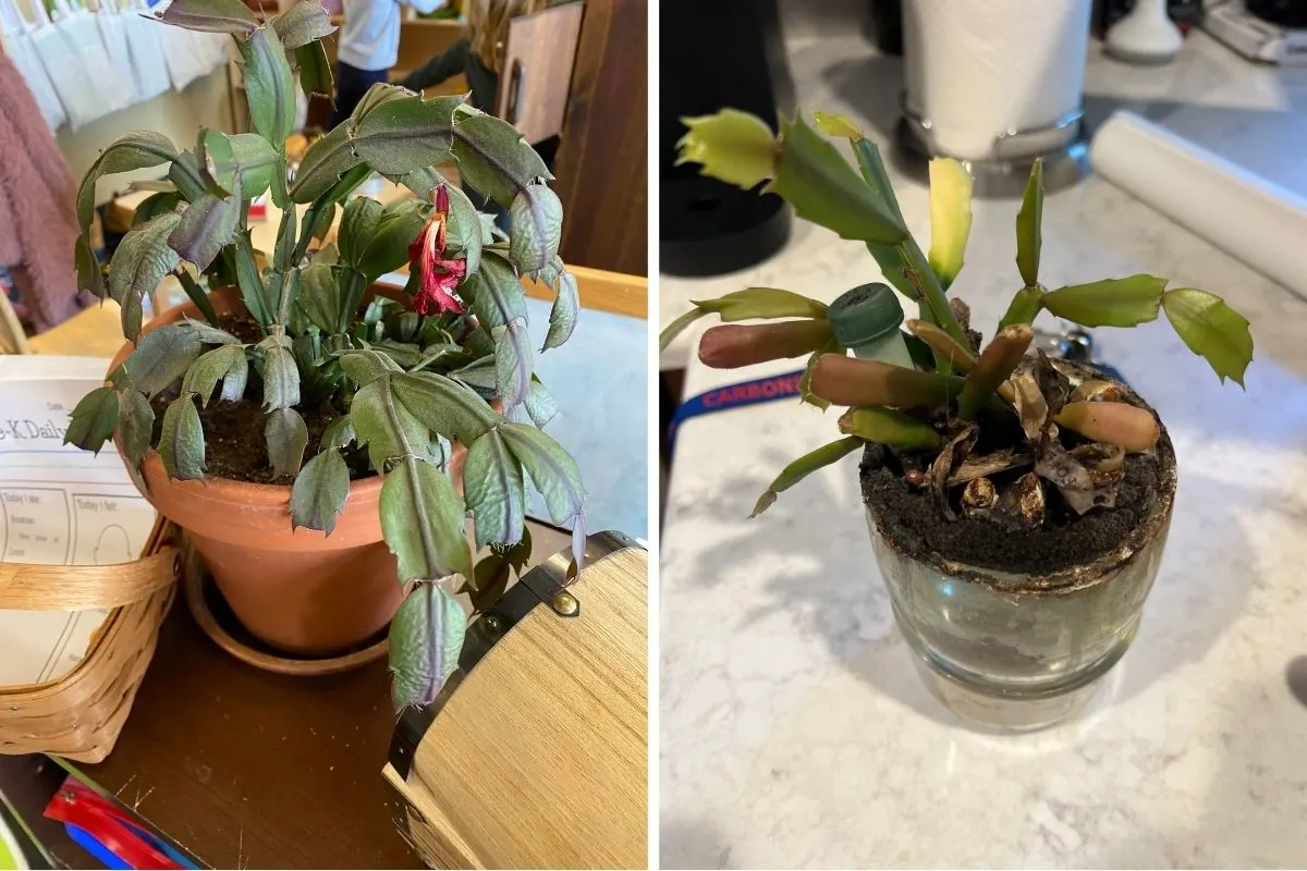 sick christmas cactus