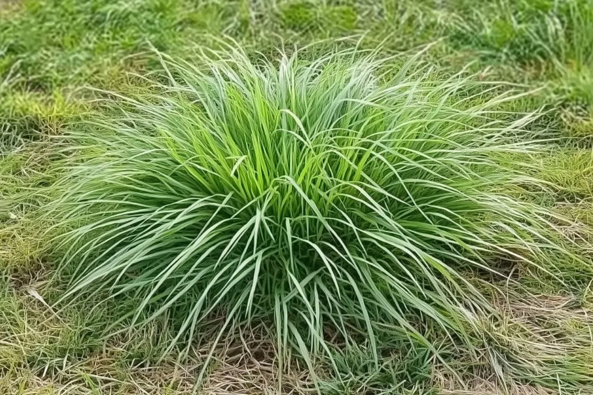 tall fescue (Festuca arundinacea)