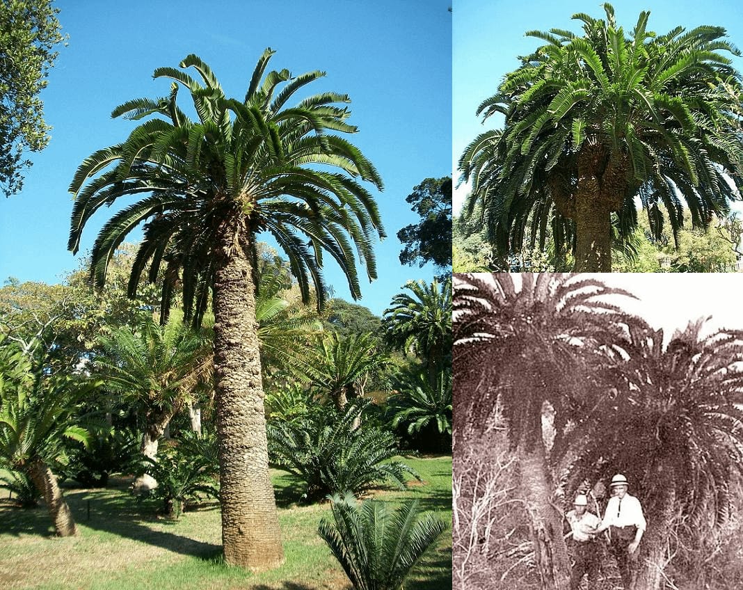 The Encephalartos Woodii cycad is known as the loneliest tree in the world,  needing female trees to naturally reproduce, but none found since its  discovery in 1895. : r/interestingasfuck