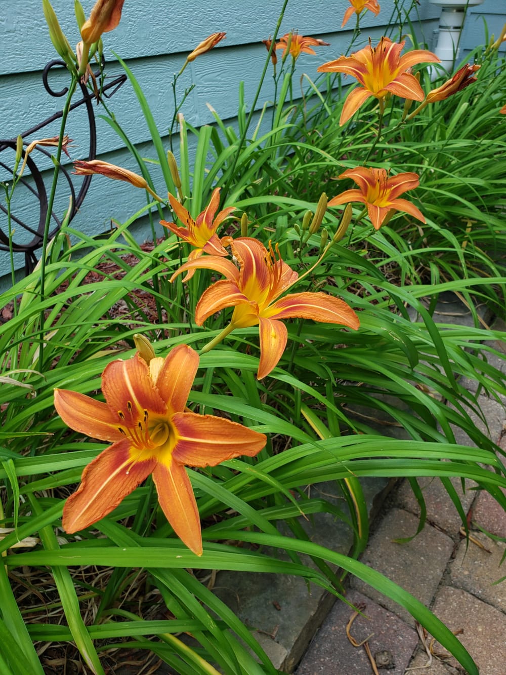 These are my Grea-Great-Grandmothers Tiger Lillies. They have moved three  states and been cared for by 5 generations of my family! : r/gardening