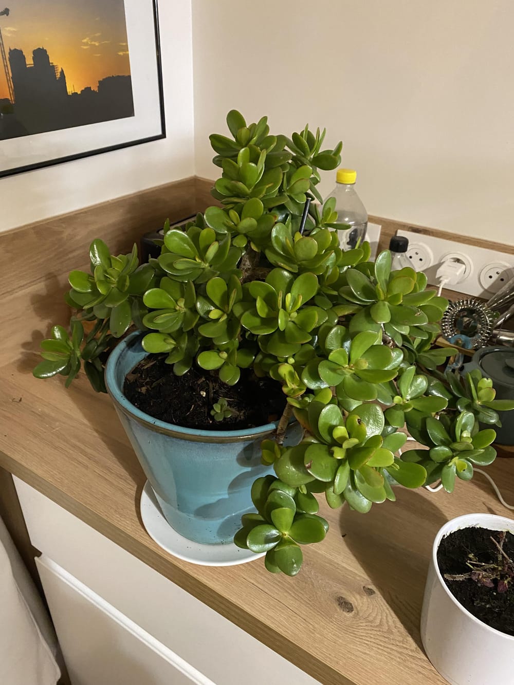 This is my jade plant. Can it survive winter outside or is it better if  brought inside? And how do I care for it? For info living in north France.  : r/plantclinic