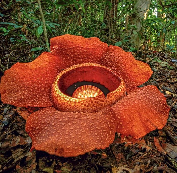 This rafflesia flower is the size of a truck tire - Awesome