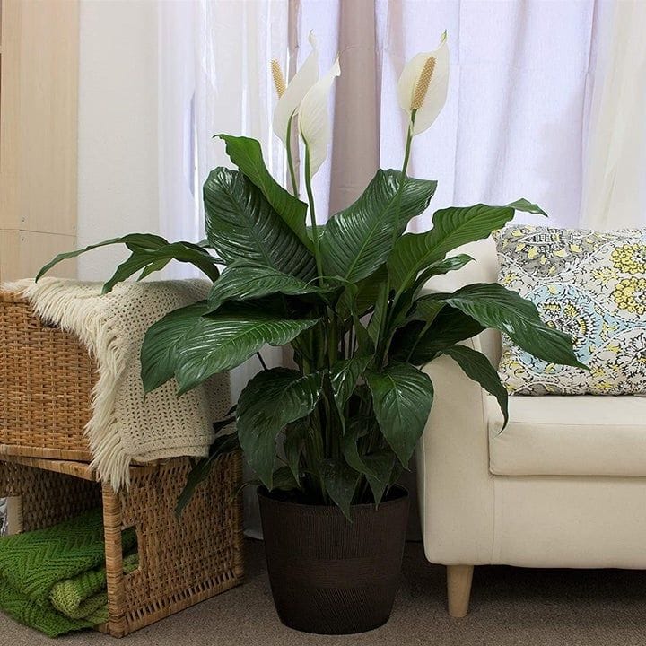 This stunning, stubborn, and summery peace lily because it enjoys humidity  and indirect sunlight. Tbh, even if you do manage to kill some flowers, the  plant will survive and just might sprout