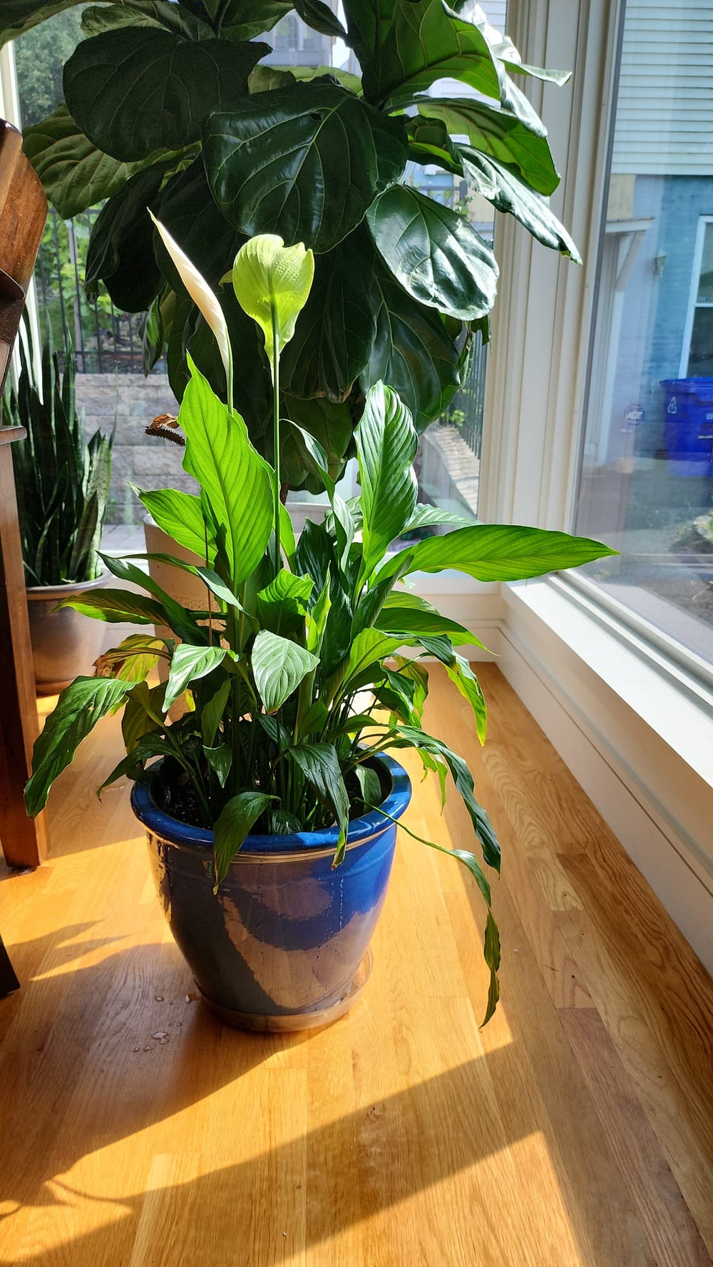 To the 'peace lillies don't like direct light' crowd : r/houseplants