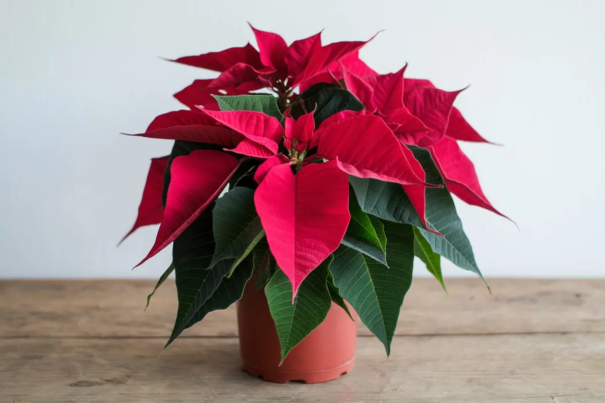 Understanding Poinsettia Needs