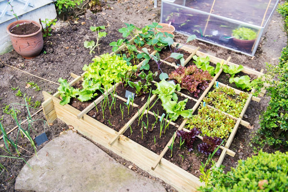 vegetable garden bed