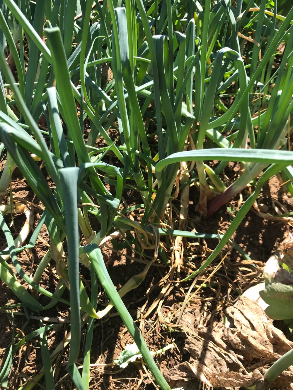 Welsh onion advice? : r/vegetablegardening