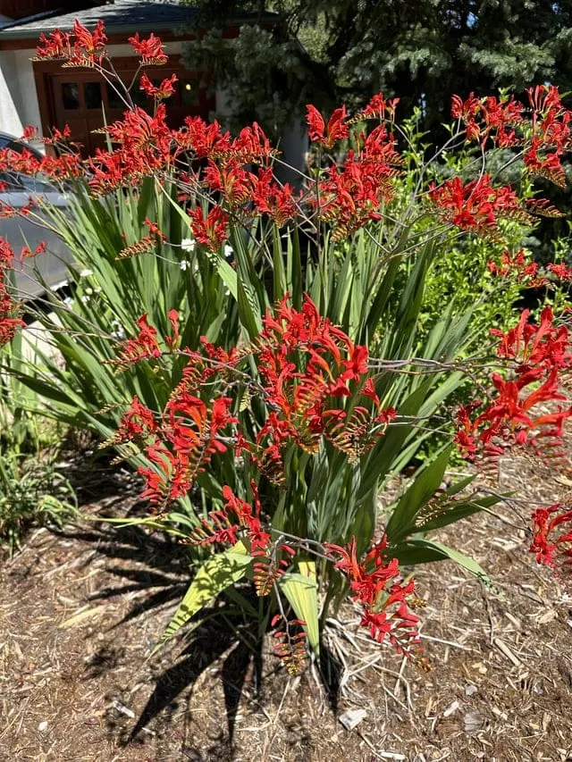 What are these beautiful plants? : r/whatsthisplant