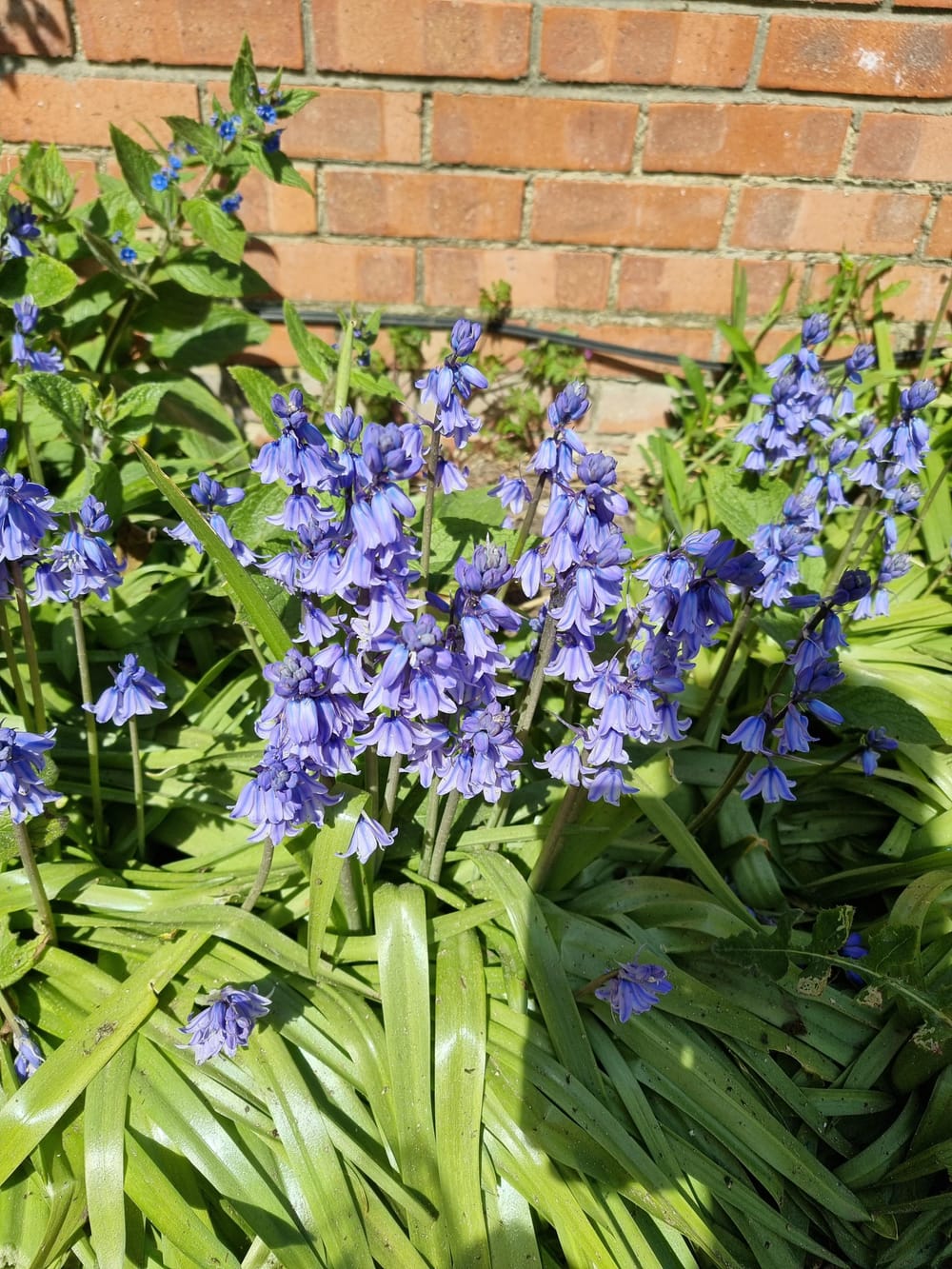 What are these!? There're everywhere. They weed or plant? : r/gardening