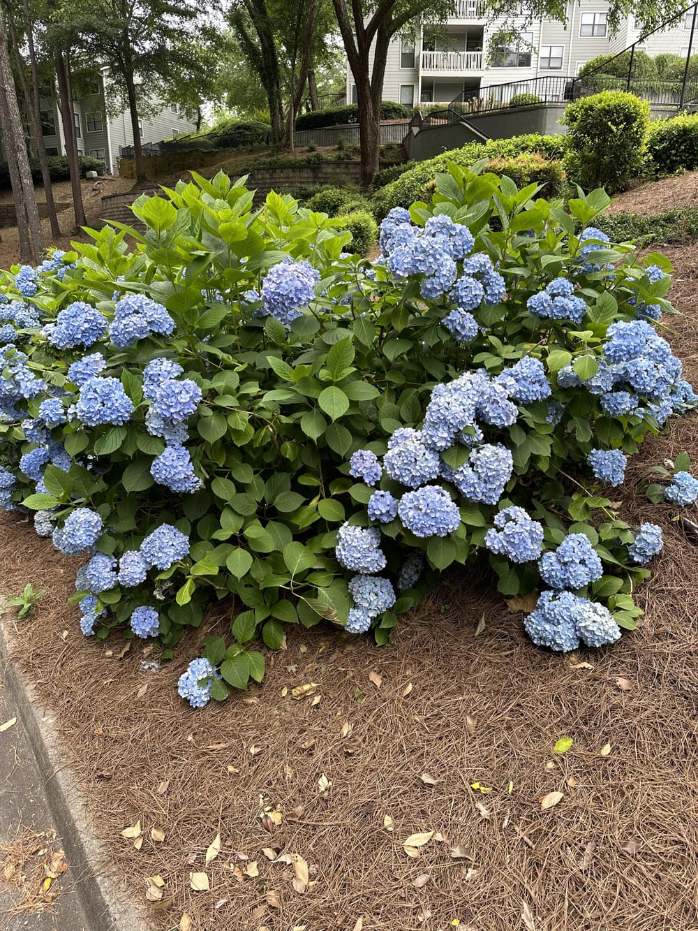 What plant is this? : r/landscaping