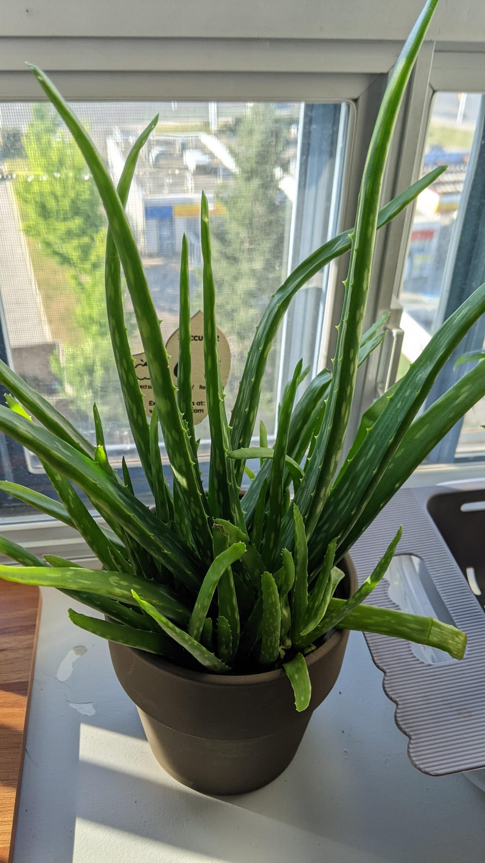 What type of aloe is this, and is it a medicinal variety? : r/plantID