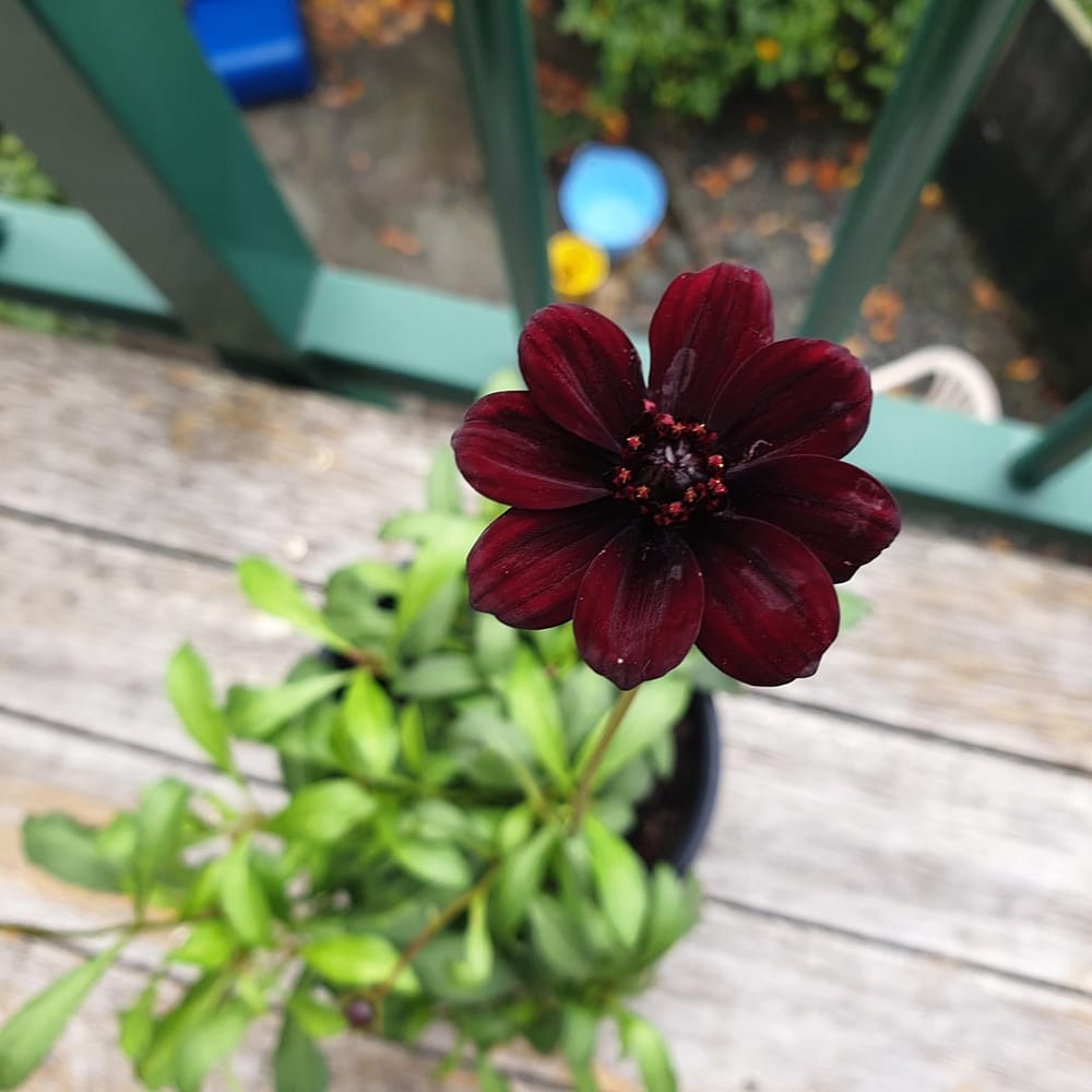 Why are brown blotches developing on the leaves of my chocolate cosmos :  r/gardening