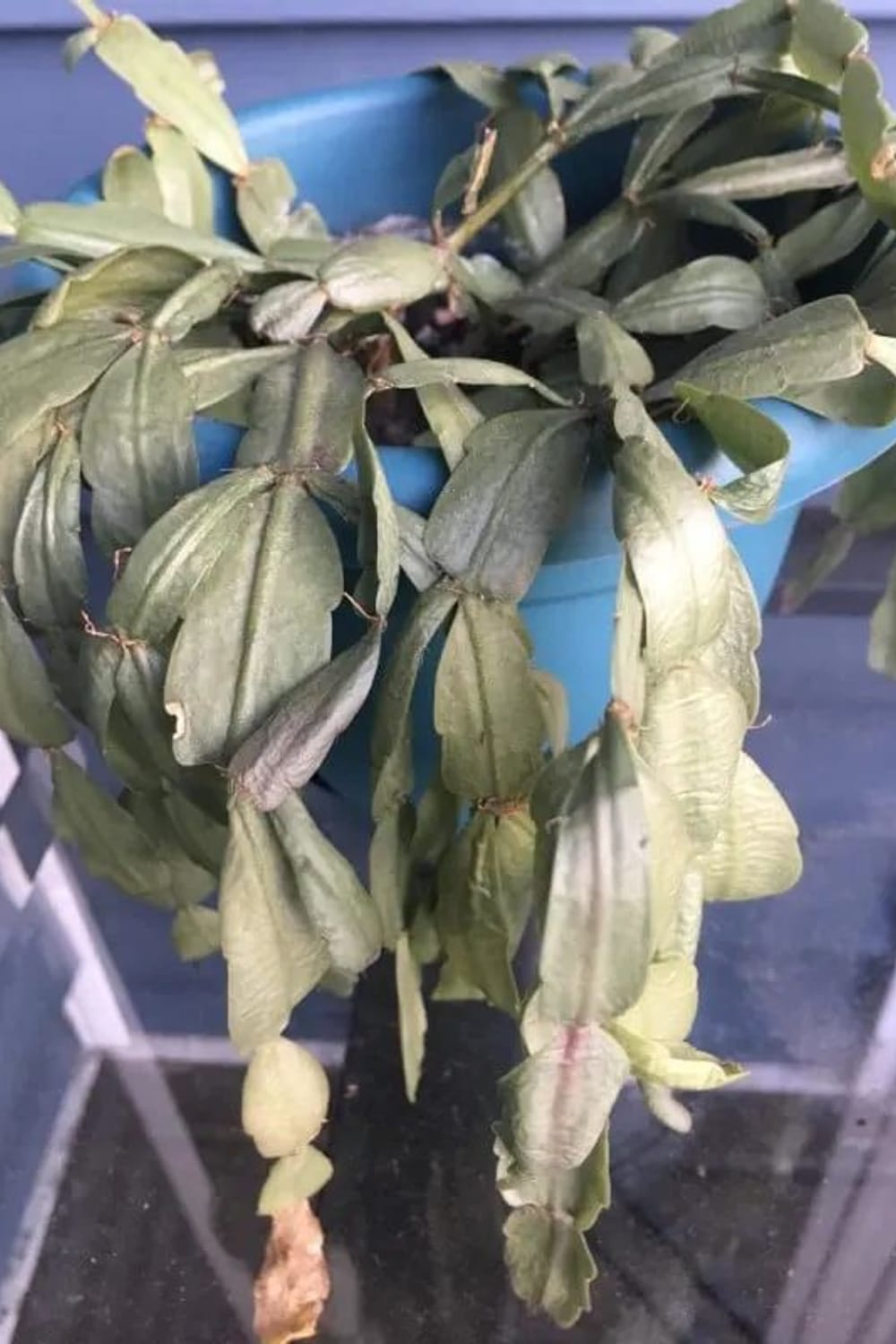 Why Are the Leaves On My Christmas Cactus Limp – 3 Common Problems and  Their Remedy