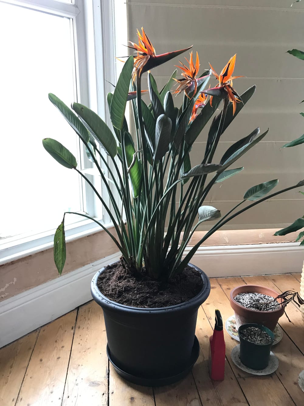 Why does my bird of paradise have smaller leaves than most I see online? :  r/plantclinic