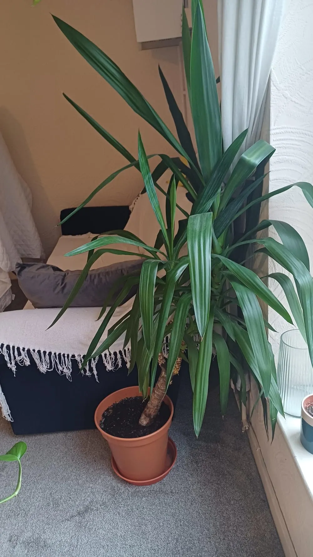 Why does my yucca lean like this and how can I fix it? : r/houseplants