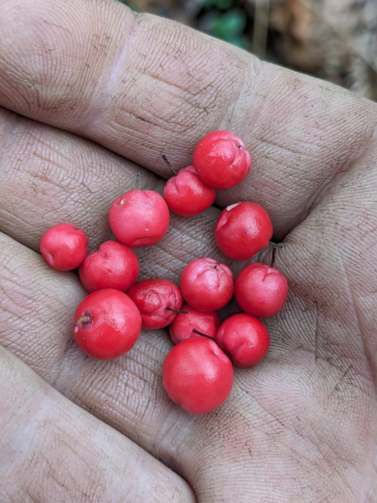 Wintergreen berries may be my favorite : r/foraging