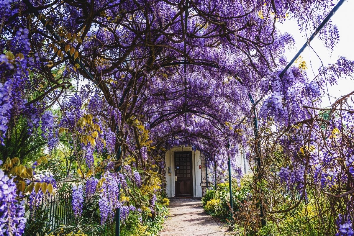 wisteria in front yard