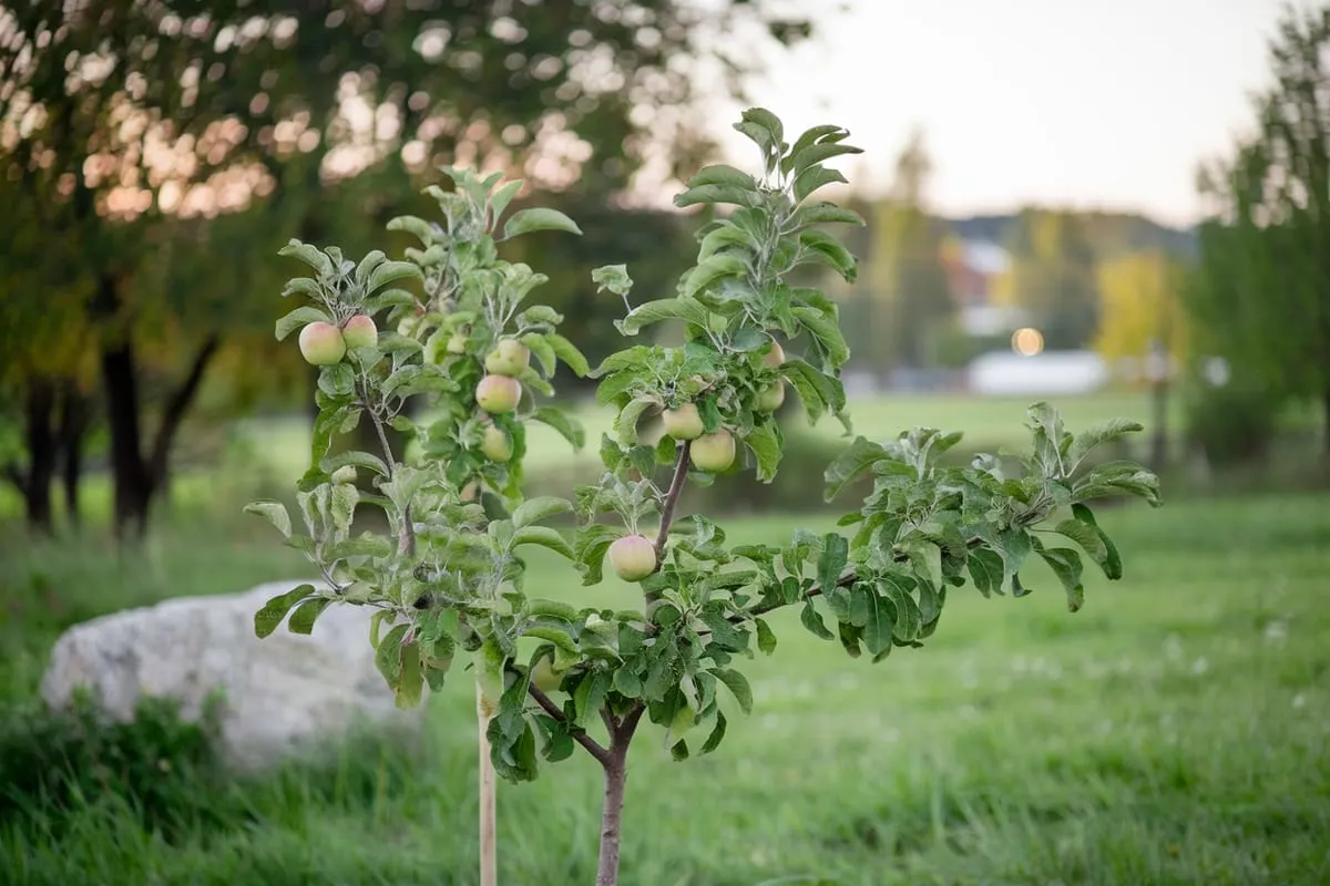 Young Trees