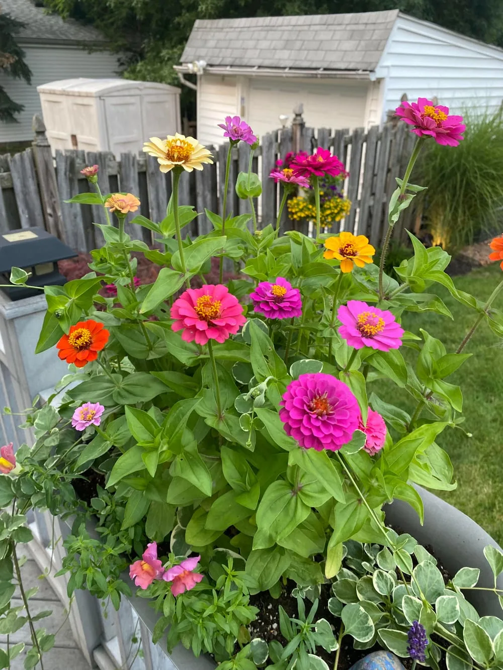 Zinnias are always a favorite. Cleveland, Oh : r/gardening