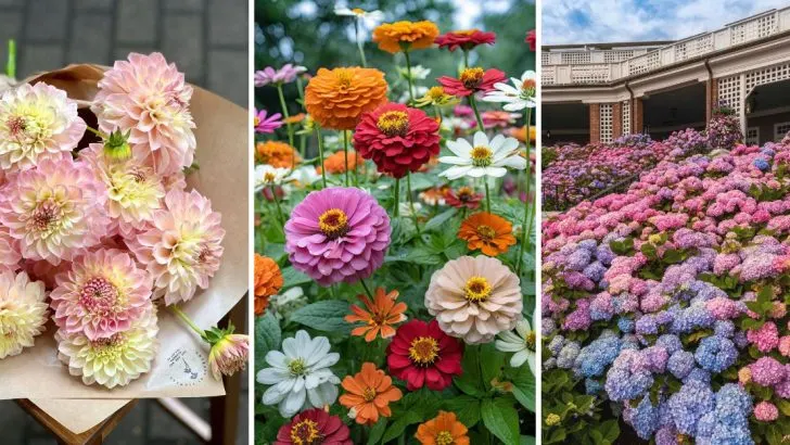 10 Alternatives to Roses That Bring the Same Elegance but Less Work