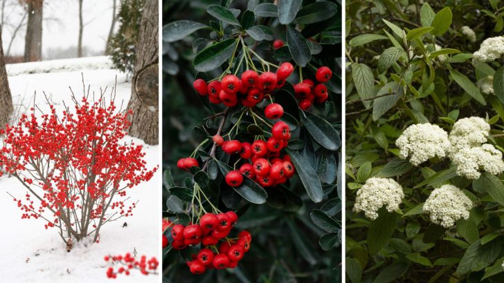 10 Beautiful Shrubs That Robins Love and Your Garden Needs