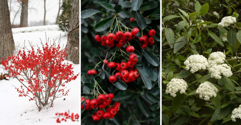 10 Beautiful Shrubs That Robins Love and Your Garden Needs