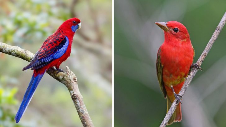 10 Fiery Red Birds That Will Instantly Liven Up Your Backyard Space