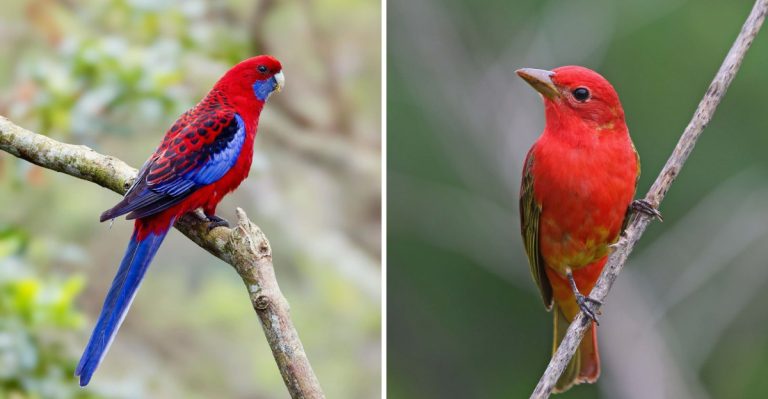 10 Fiery Red Birds That Will Instantly Liven Up Your Backyard Space