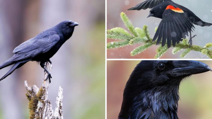 10 Gorgeous Black Bird Species You Can Admire (Some Right in Your Backyard)