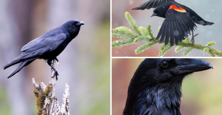 10 Gorgeous Black Bird Species You Can Admire (Some Right in Your Backyard)