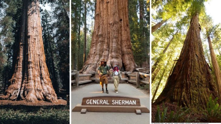 10 Massive Trees That Are the Largest in the World