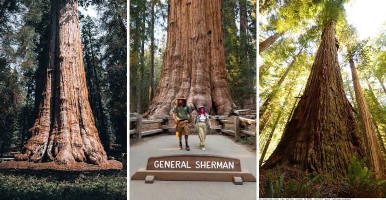 10 Massive Trees That Are the Largest in the World