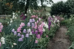 10 Rare Bell-Shaped Blooms to Give Your Garden Its Own Signature Look