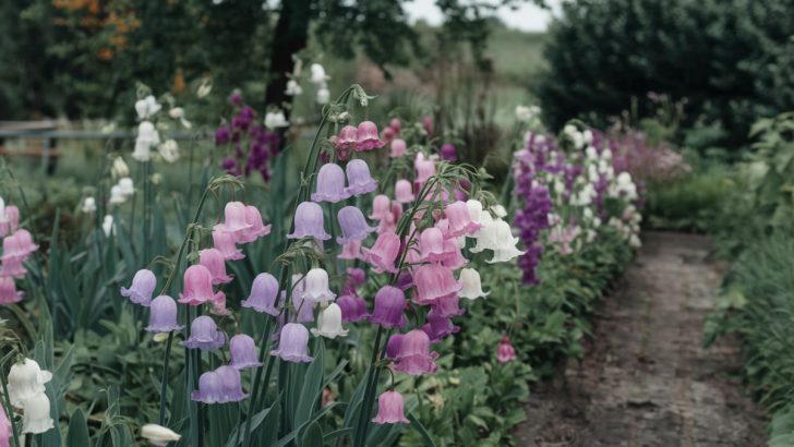 10 Rare Bell-Shaped Blooms to Give Your Garden Its Own Signature Look