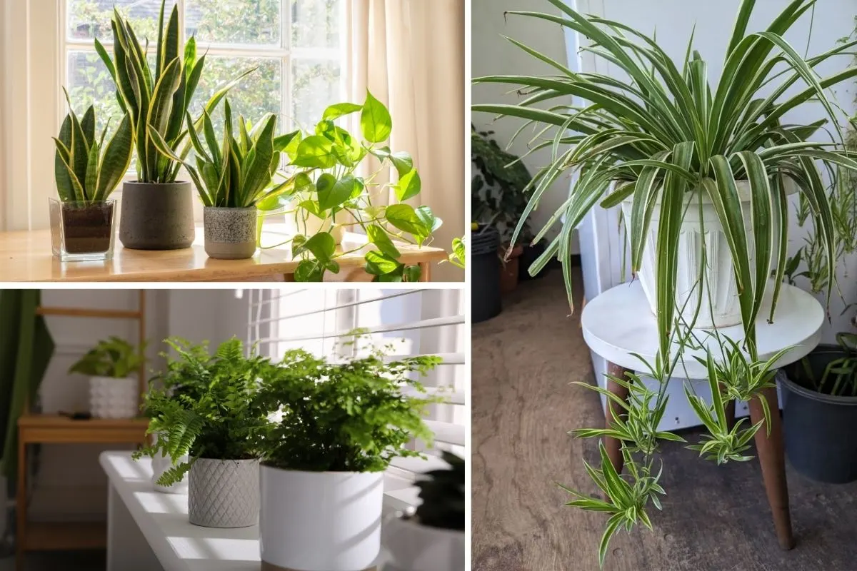 10 Ways to Improve Indoor Air Quality Using Plants