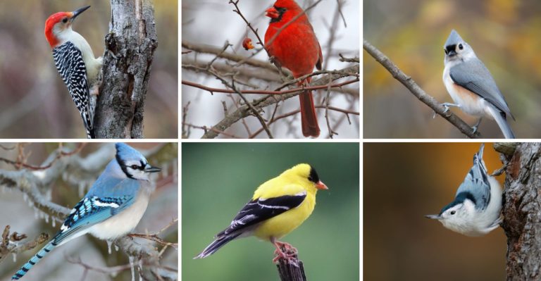 11 Beautiful Backyard Birds You’ll Spot This Winter