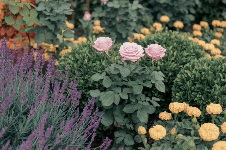 11 Companion Plants That Will Make Your Roses Bloom Like Never Before