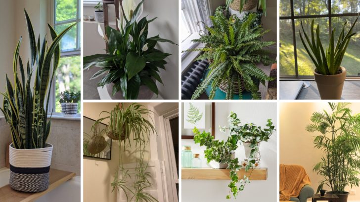 11 Houseplants That Clean Your Air Better Than Any Purifier