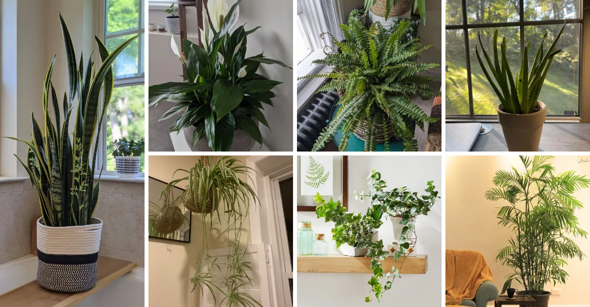 11 Houseplants That Clean Your Air Better Than Any Purifier