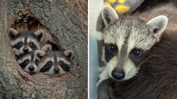 11 Reasons Raccoons Might Be a Welcome Addition to Your Backyard