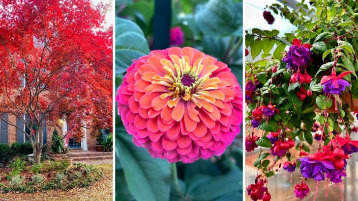 11 Stunning Flowers That Transform Their Colors as the Seasons Change