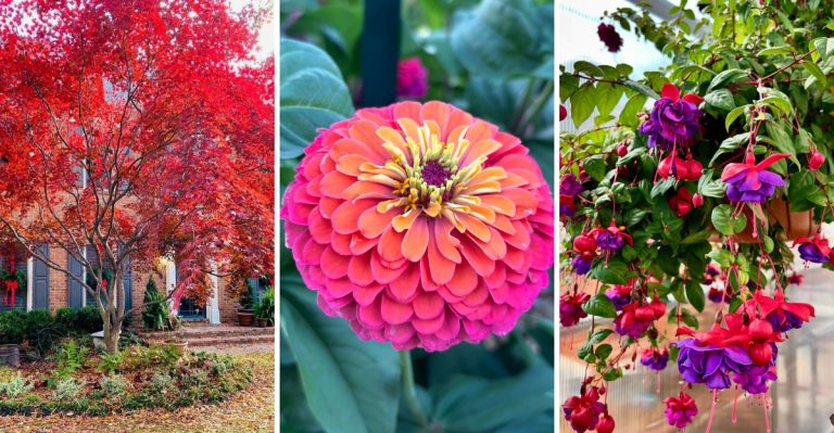 11 Stunning Flowers That Transform Their Colors as the Seasons Change