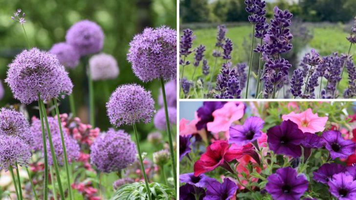 11 Vibrant Purple Flowers That Hummingbirds Simply Can’t Resist