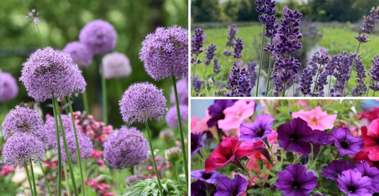 11 Vibrant Purple Flowers That Hummingbirds Simply Can’t Resist