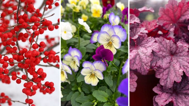 11 Winter Container Plants to Add Color and Life to a Dull Garden During the Cold Months