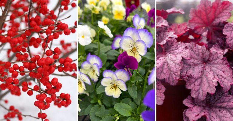 11 Winter Container Plants to Add Color and Life to a Dull Garden During the Cold Months