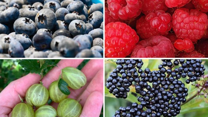 12 Native Berries That Combine Great Taste With Easy Growing