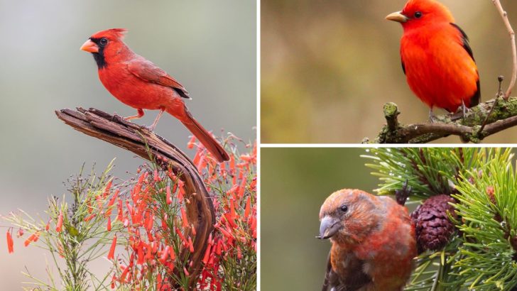 13 Fiery Red Birds That Will Set Your Garden Glowing with Color