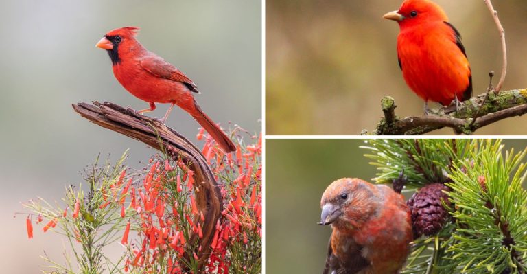 13 Fiery Red Birds That Will Set Your Garden Glowing with Color