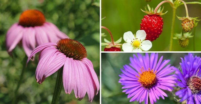 13 Native Plants That Make Your Yard a Favorite Spot for Birds